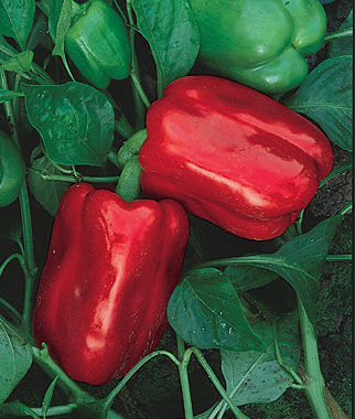 Chinese Giant Sweet Pepper